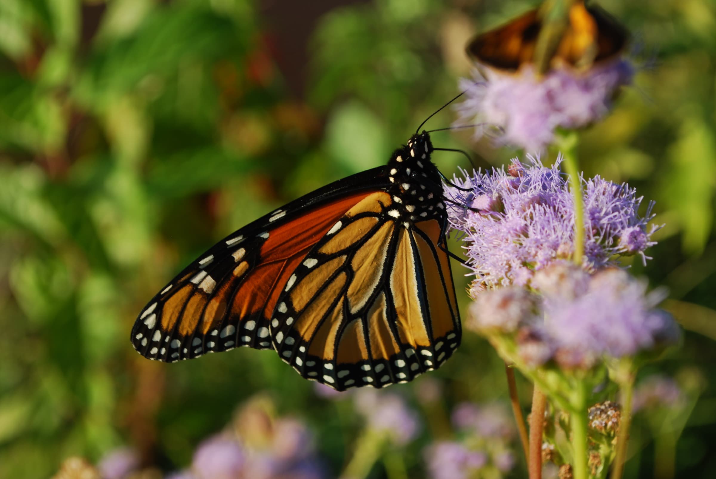 Gregg's Mistflower