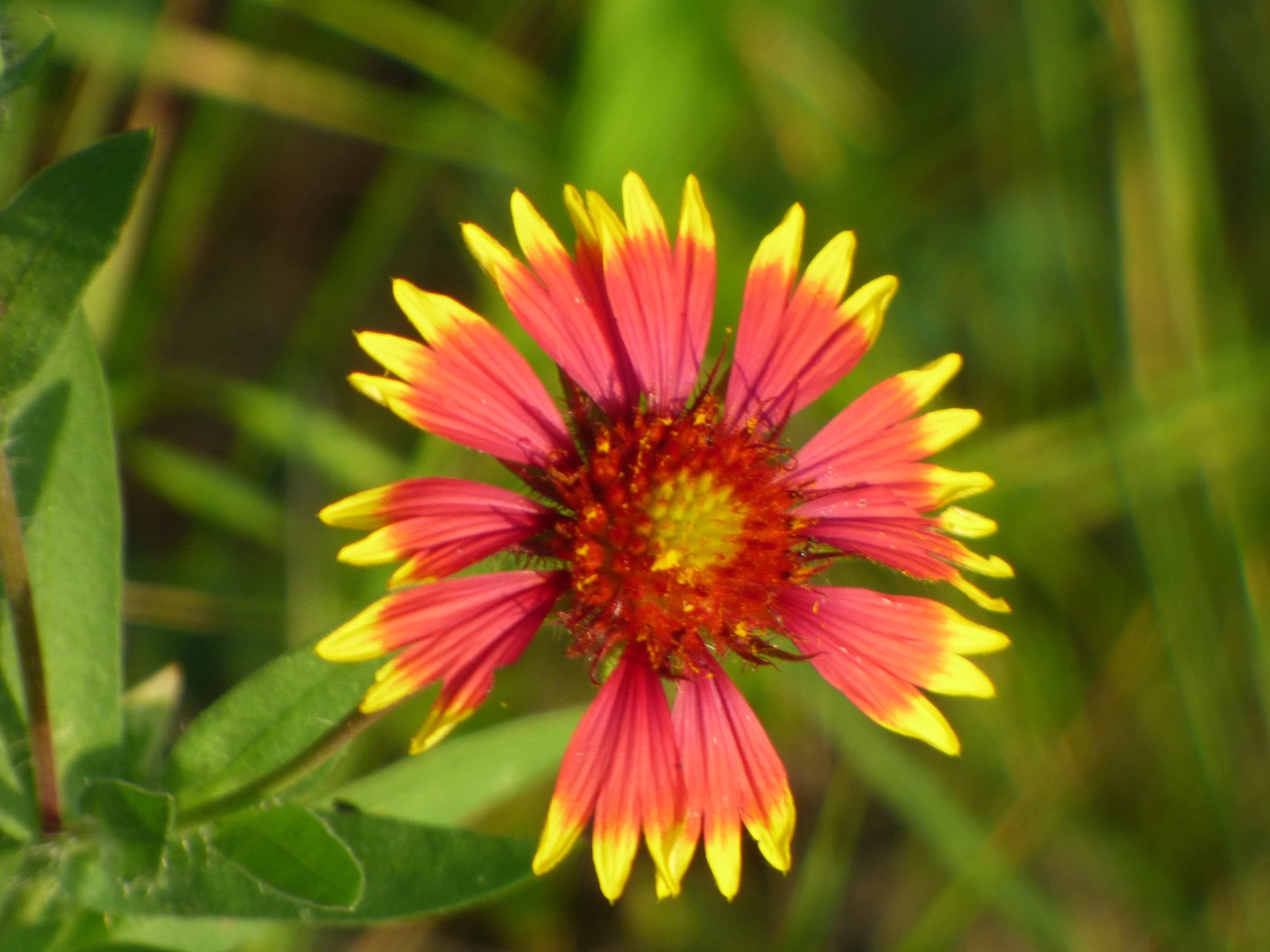 Indian Blanket