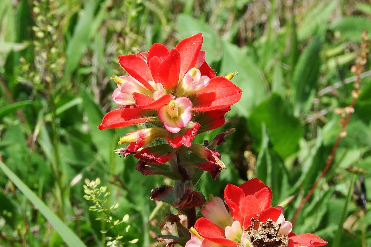 Texas Indian paintbrush flower close up