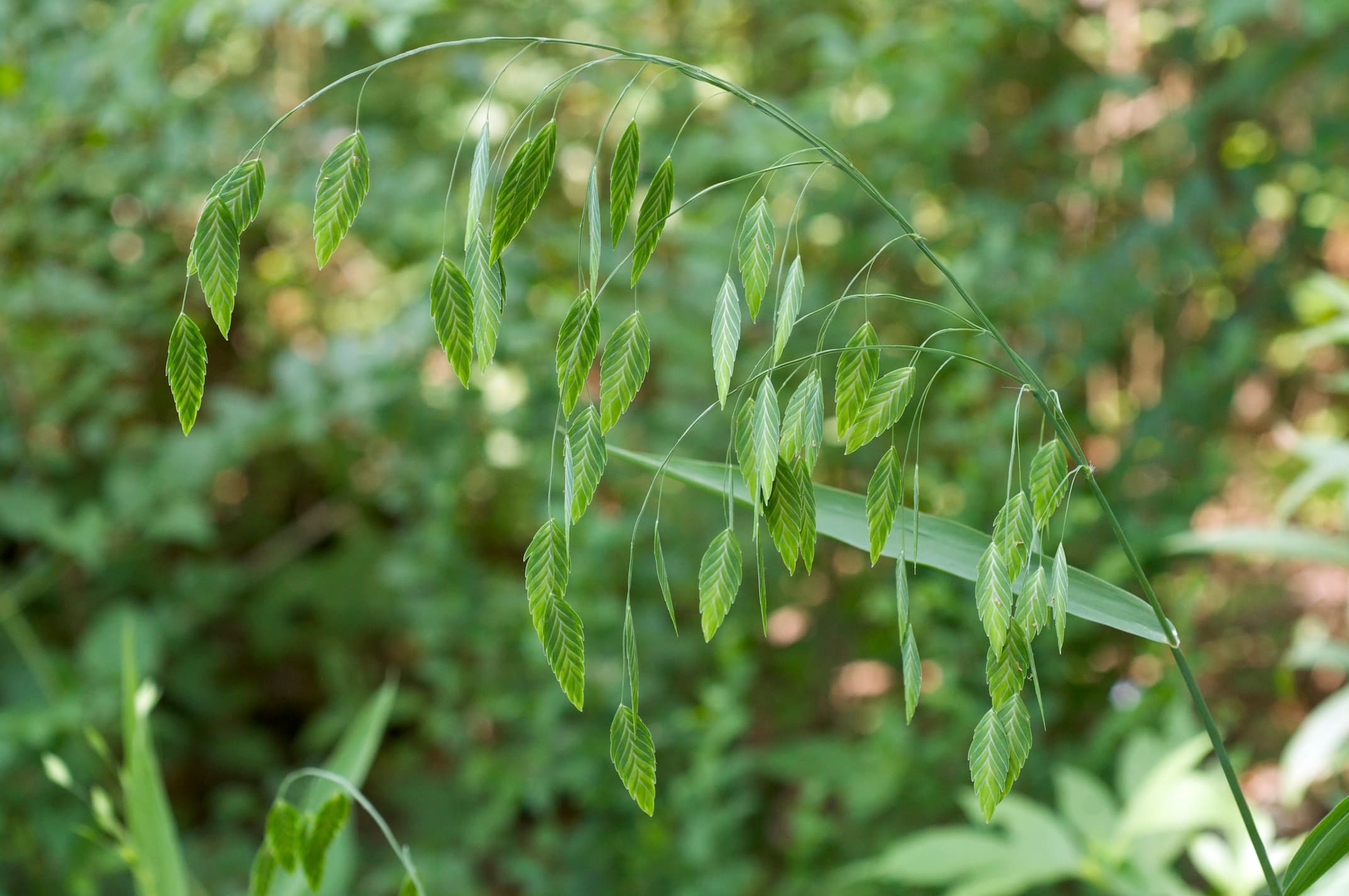 Inland Sea Oats